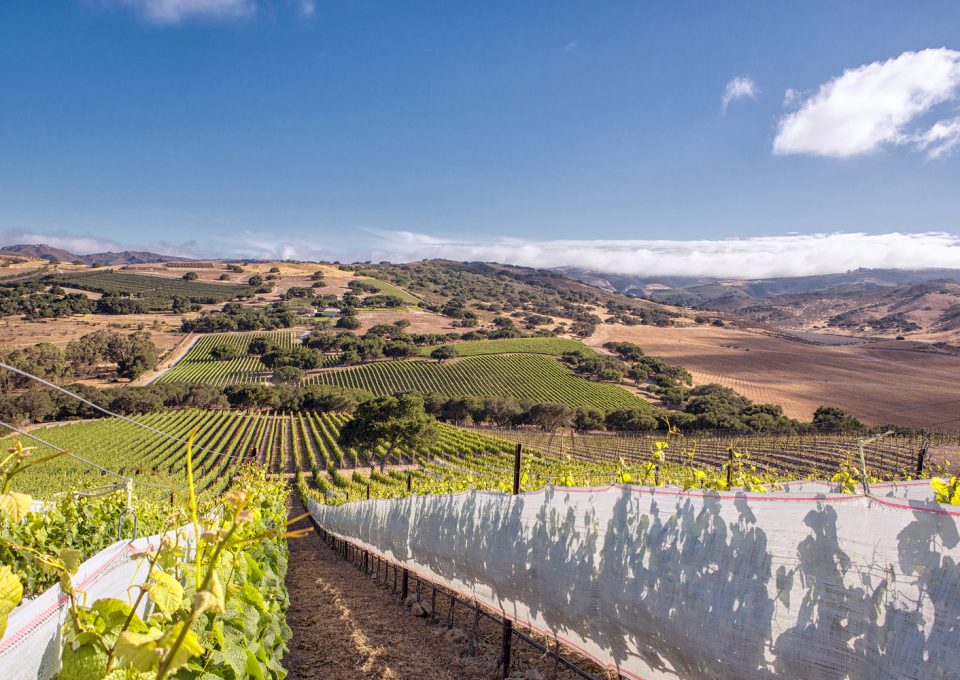 Private Wine-Estate in California
